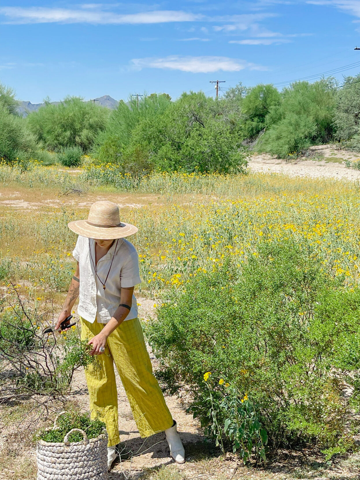 SonoranRosie-Foraging.jpeg